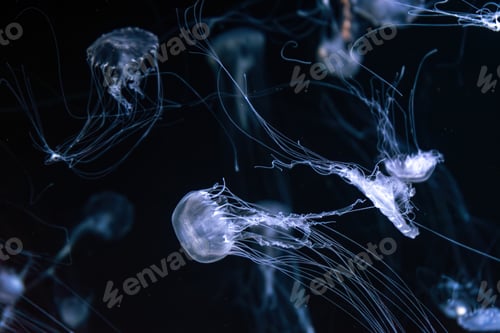 Preview: Group Of Sanderia Malayensis, Amakusa Jellyfish Swimming In Aquarium Pool With Blue Neon Light