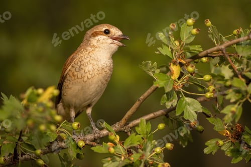 Preview: Red-backed shrike calling and singing with open beak on a twig with green leaves