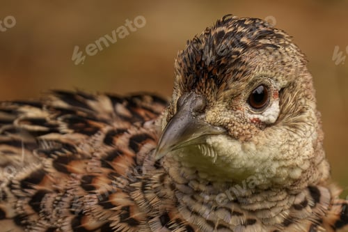 Preview: Close-up of a pheasant with intricate feather patterns.