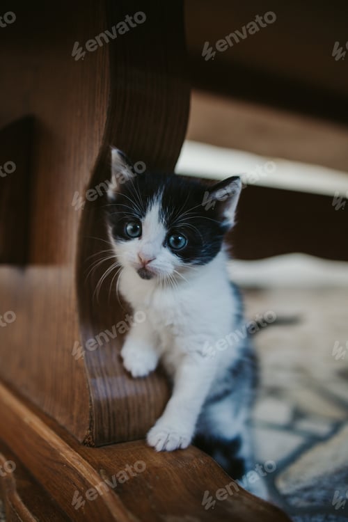 Preview: Vertical closeup shot of a cute black and white kitten