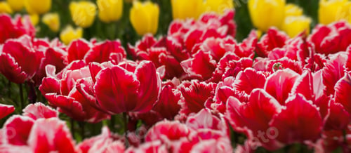 Preview: Red and yellow tulips bloom in the garden in spring