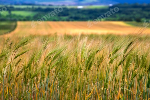 Preview: Wheatfield