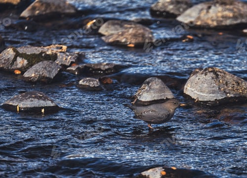 Preview: Closeup of an American dipper perched on a rocky outcrop in a fast-flowing river body