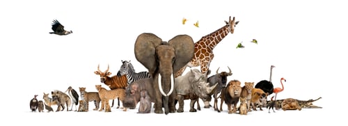 Preview: Large group of African fauna, safari wildlife animals together, in a row, isolated