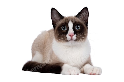 Preview: cat, kitten, pet, isolate
