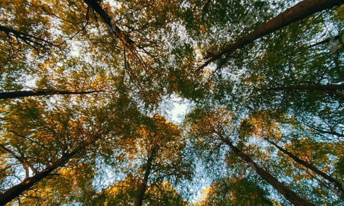 Preview: Trees