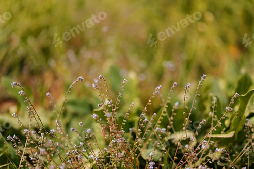 Preview: Floral summer spring background. Grass close-up in a field on nature.