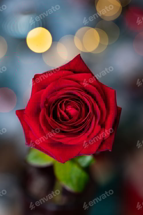Preview: red rose for Valentine background