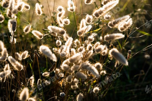Preview: Dried flowers in the field illuminated by an intense sun in summer.
