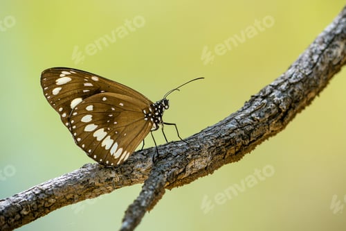 Preview: Butterfly perched on a branch against a natural outdoor background