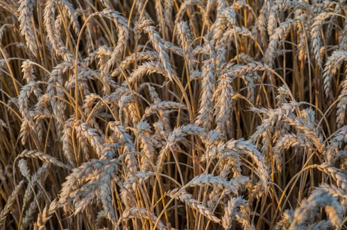 Preview: wheat harvest, harvest in Ukraine, ripe dry ear of wheat