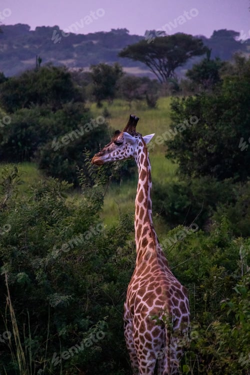 Preview: Vertical shot of a giraffe in a vast lush field in Murchison Falls National Park
