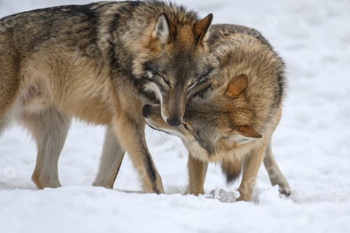 Preview: Two Gray wolf in the winter forest. Wolf in the nature habitat