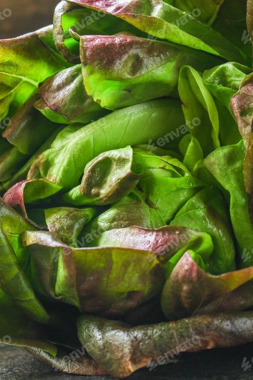 Preview: Lettuce Or Romano Salad, Salad Leaves (Lettuce Bush, Green Crop Petals, Vitamins Roman Salad