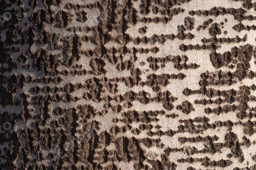Preview: Detailed closeup of the trunk of a silver poplar tree