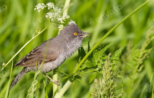 Preview: Barred Warbler, the bird sits on the stem of the plant and sings