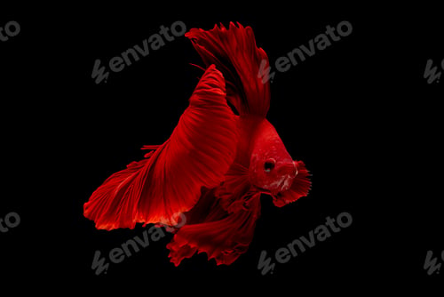 Preview: Red betta fish, Siamese fighting fish was isolated on black background