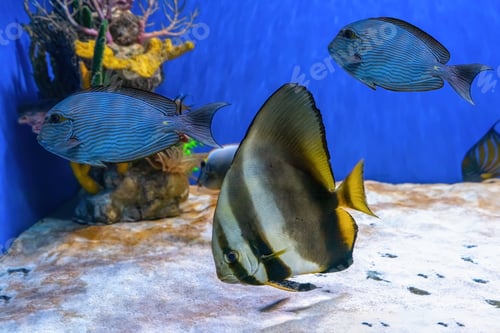 Preview: Beautiful Fish Platax Teira, Longfin Batfish In Blue Water Of Aquarium, Marine Life