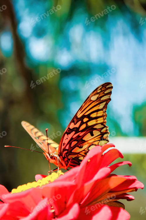 Preview: A colorful butterfly dances among flowers, spreading pollen in its wings