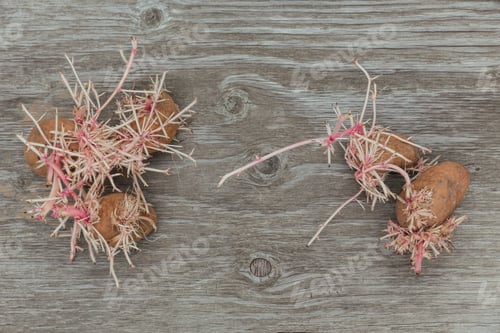 Preview: Sprouted weird organic potatoes on rustic wooden background