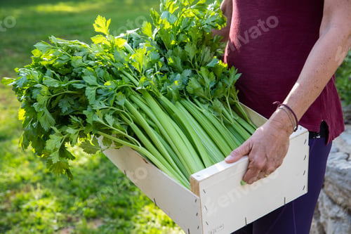 Preview: A person carrying a large box of fresh celery in a sunny garden setting.