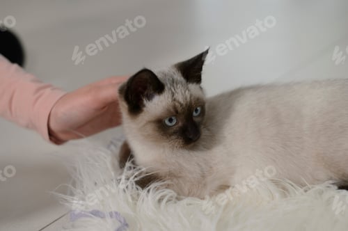 Preview: Hand caressing a Siamese cat