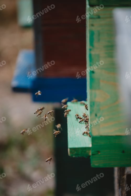 Preview: Vertical shot of bees flying in and out from a man-made wooden beehouse