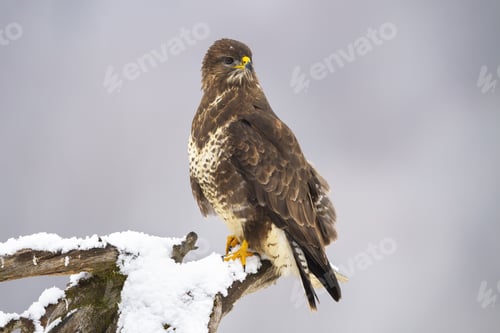 Preview: Common buzzard sitting on snowy trunk in winter nature