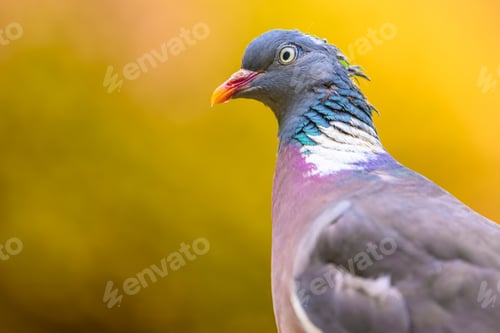 Preview: pigeon portrait