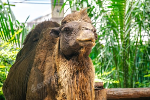 Preview: Bactrian camel or Camelus ferus