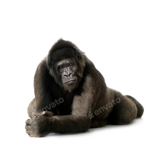 Preview: Young Silverback Gorilla