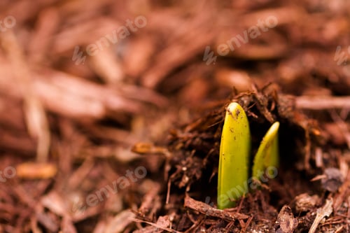 Preview: Daffodil