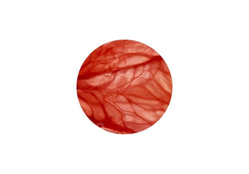 Preview: Flag Is A Symbol Of The Fruit Bright