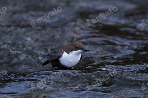 Preview: White-throated dipper (Cinclus cinclus)