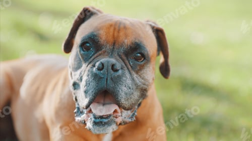 Preview: Boxer dog relaxing, panting, and enjoying the outdoors