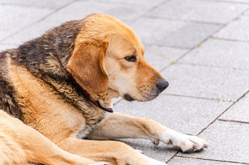 Preview: Dog Lying Down On Stone Pavement Sideways Profile