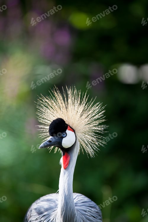 Preview: Close-up of a Grey Crowned Crane (Balearica regulorum)