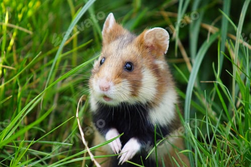 Preview: Closeup of a European Hamster on a grassy ground