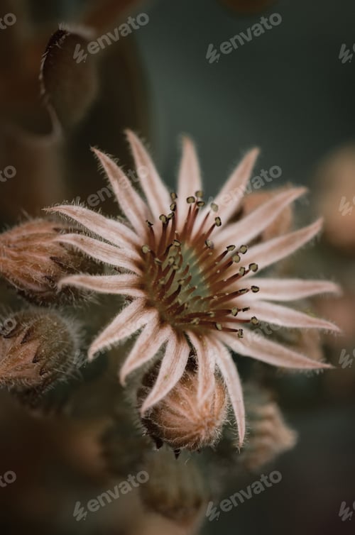 Preview: Close up Sedum Plant