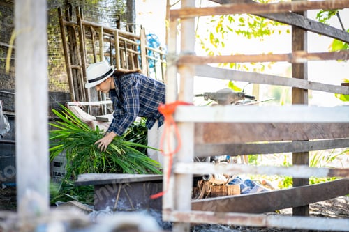 Preview: An Asian female farmer in Thailand prepares grass to be fed to cows in the barn.