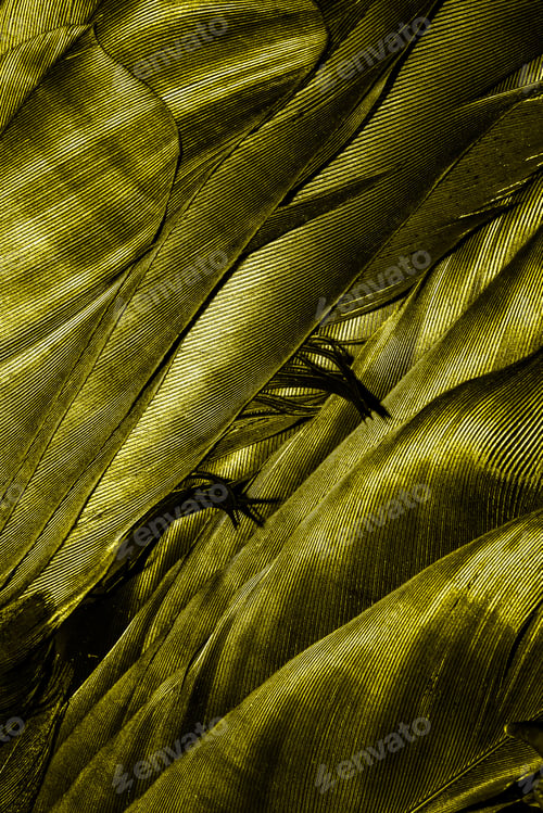 Preview: yellow feathers with visible texture