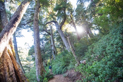 Preview: Hike in the forest