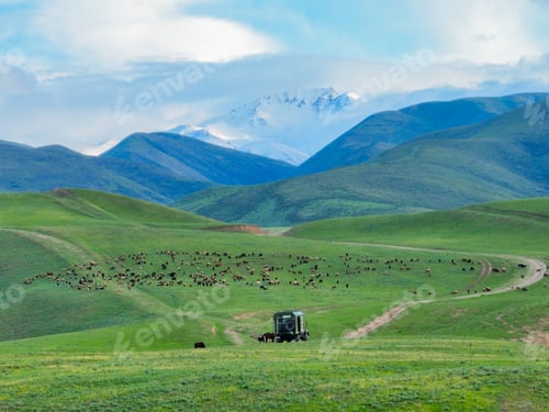 Preview: Sheep grazing in a valley with mountains in Kyrgyzstan