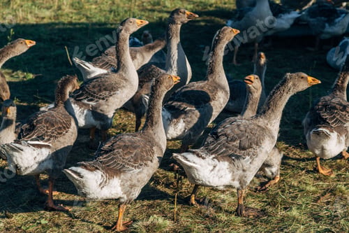 Preview: Domestic gray geese on a meadow. Gray Geese in the grass, domestic bird, flock of geese
