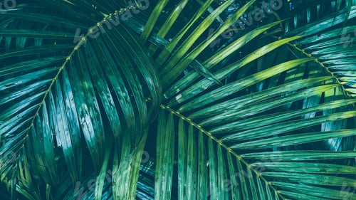Preview: Green of palm leaf for abstract background, nature background, Leaves.
