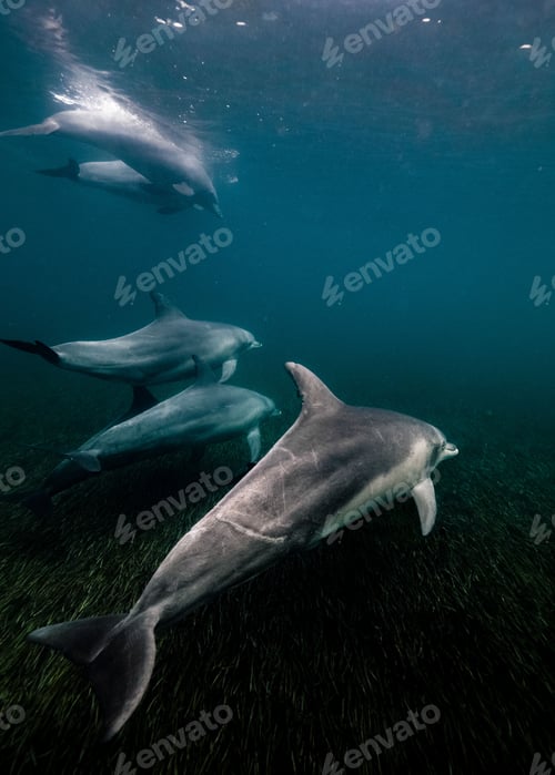Preview: Vertical shot of dolphins under clear blue water
