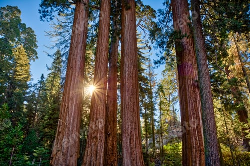Preview: Sunrise Through The Sequoias, General Grant Grove, Sequoia & Kings Canyon National Park