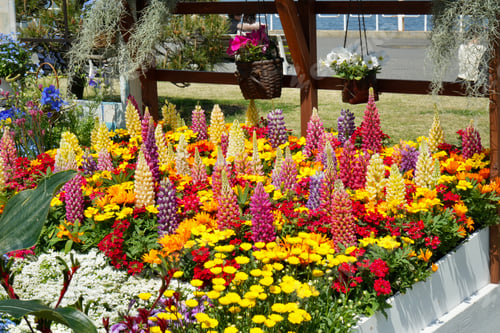 Preview: Spring flower garden