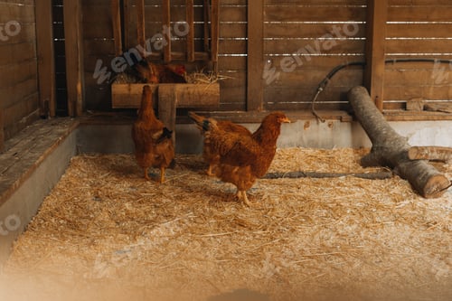 Preview: Group of common hen on a farm