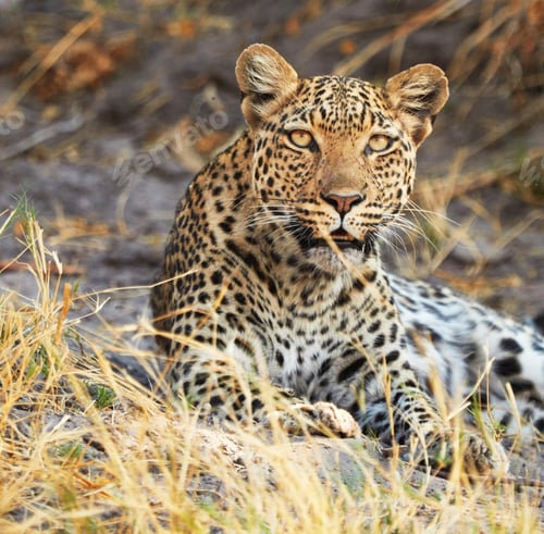 Preview: A Beautiful and Breathtaking Botswana Wildlife pictures